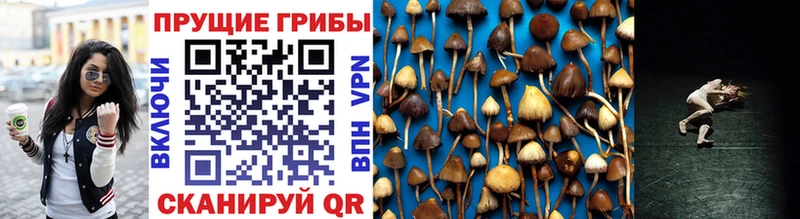 MEGA   Печоры  Псилоцибиновые грибы Magic Shrooms  цена наркотик 
